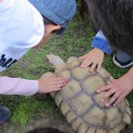 Tortoises