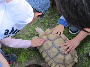 Tortoises